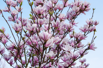 La plupart des fleurs parfumées