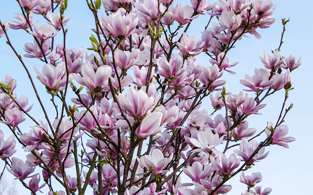 La plupart des fleurs parfumées