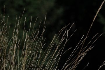 Le meilleur moment pour déposer les semences d'herbe