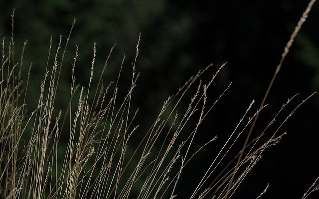 Le meilleur moment pour déposer les semences d'herbe