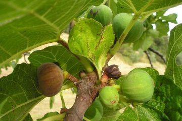 Le Soin de Ginseng Ficus Bonsai Plantes