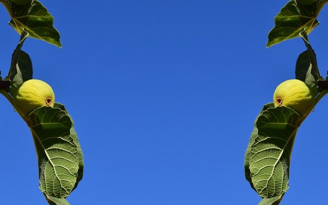 Les feuilles de mon figuier jaunissent.