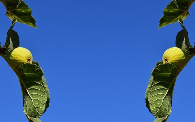 Les feuilles de mon figuier jaunissent.