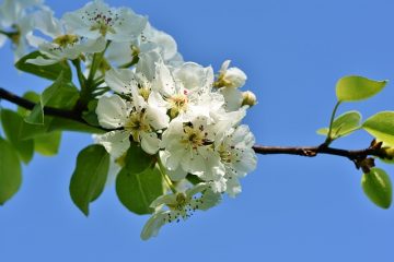 Maladies du prunier de Damson