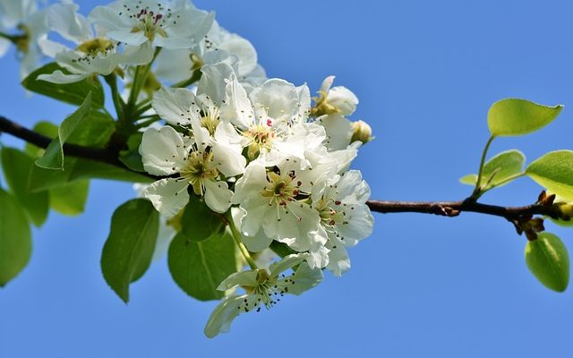 Maladies du prunier de Damson