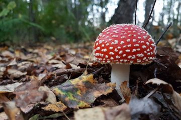 Maladies du sapin