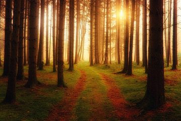 Maladies ravageurs de l'arbre à caoutchouc