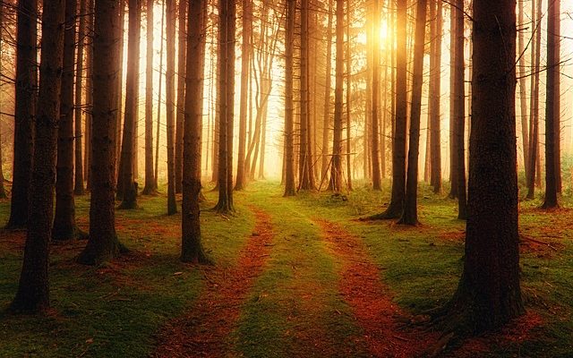 Maladies ravageurs de l'arbre à caoutchouc