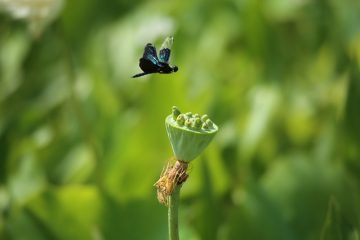 Mode d'emploi de la boîte à fleurs en bois