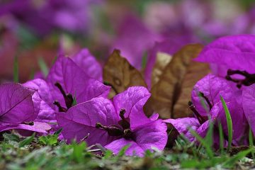 Mon bougainvillier est en train de flétrir