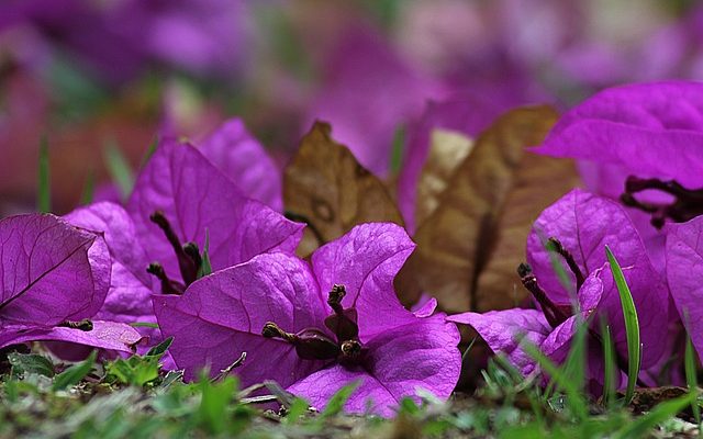 Mon bougainvillier est en train de flétrir