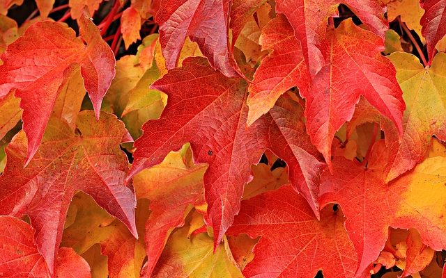 Mon lierre est en train de perdre des feuilles