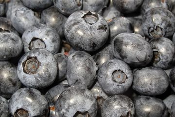 Où poussent les canneberges sauvages ?