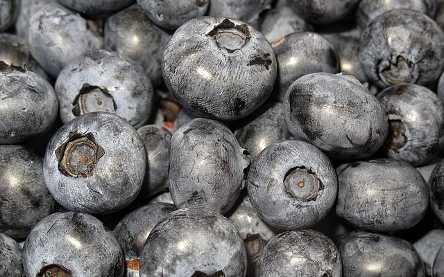 Où poussent les canneberges sauvages ?