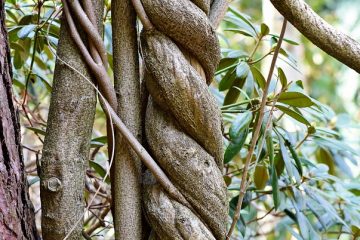 Outils pour enlever l'écorce des arbres