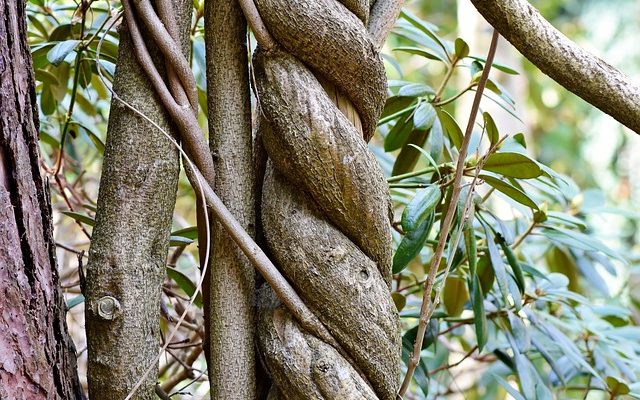 Outils pour enlever l'écorce des arbres