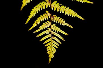 Plantes en pot rustiques d'extérieur à feuilles persistantes