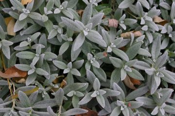 Plantes pour plates-bandes surélevées