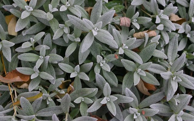 Plantes pour plates-bandes surélevées