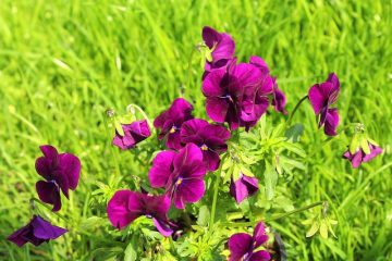 Plantes qui poussent dans un bocal d'eau