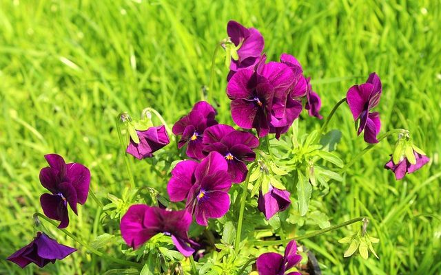 Plantes qui poussent dans un bocal d'eau