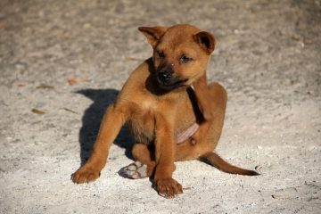 Pourquoi mon chien mâchonne-t-il sa peau et lui arrache les poils ?