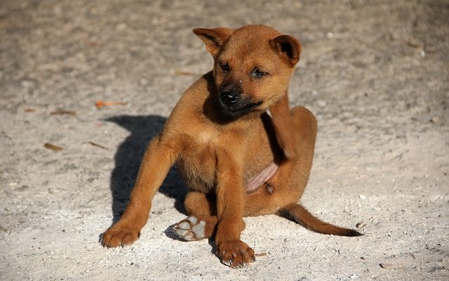 Pourquoi mon chien mâchonne-t-il sa peau et lui arrache les poils ?