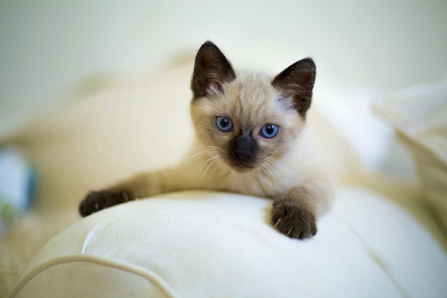 Problemes Oculaires Du Chat Siamois Fiche Pratique Sur Lavise Fr