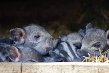 Produits ménagers qui peuvent faire dormir quelqu'un