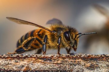 Qu'est-ce que le miel d'acacia ?