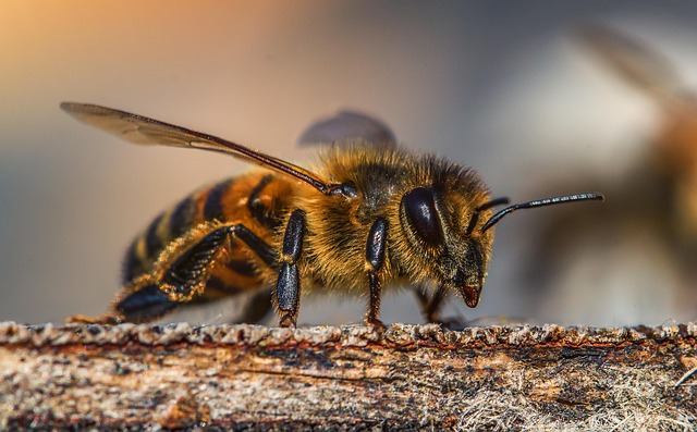 Qu'est-ce que le miel d'acacia ?