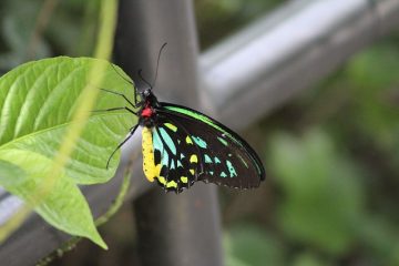 Qu'est-ce que manger les pensées sur mon balcon ?