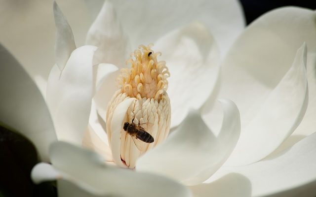 Qu'est-ce qui mange un arbre Magnolia ?