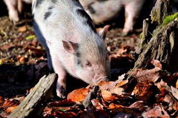 Substituts pour le porc salé