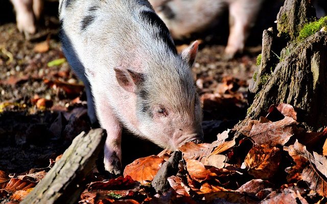 Substituts pour le porc salé