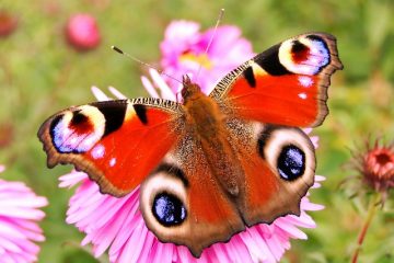 Adaptation des plantes et des animaux aux conditions de sécheresse et de froid.