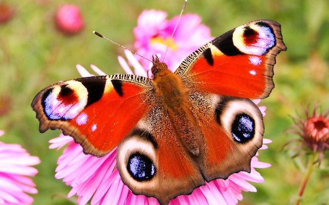 Adaptation des plantes et des animaux aux conditions de sécheresse et de froid.