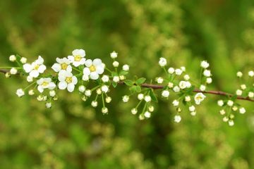 Arbustes vivaces à fleurs