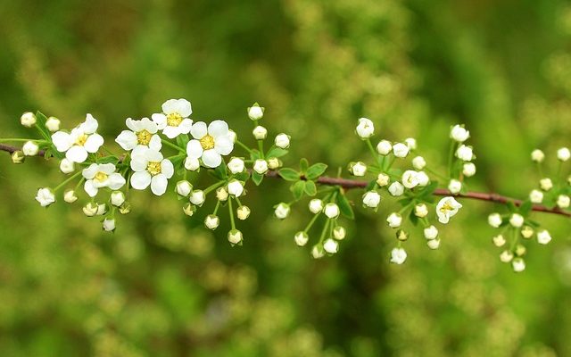 Arbustes vivaces à fleurs