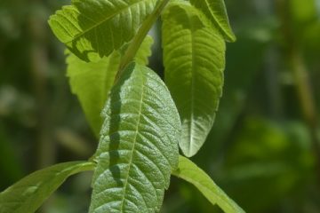 Avantages de l'eau chaude citronnée