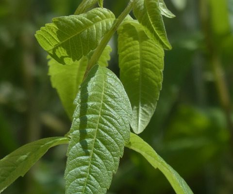 Avantages de l'eau chaude citronnée