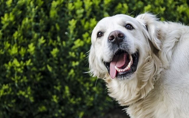 Bain de bouche fait maison pour votre chien