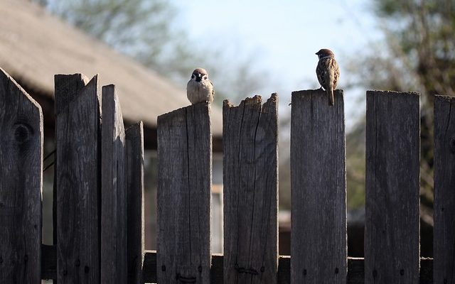 Câbles de bricolage DVI vers AV