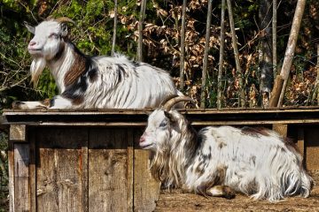 Comment câbler quatre haut-parleurs à un ampli à 2 canaux