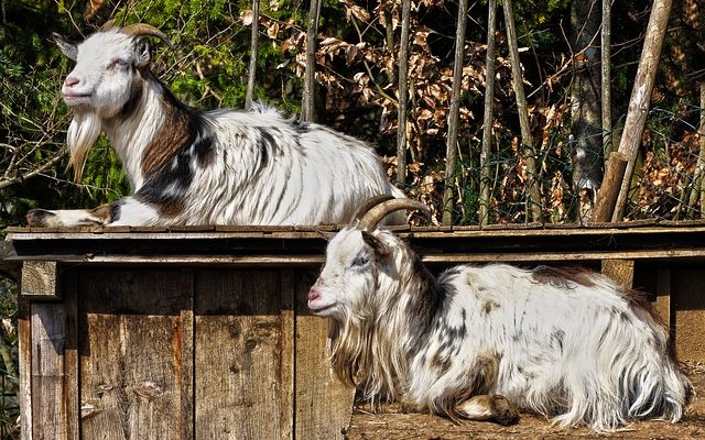 Comment câbler quatre haut-parleurs à un ampli à 2 canaux