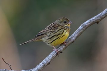 Comment connecter des haut-parleurs sans fil