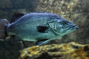 Comment devenir un grossiste en poissons d'aquarium