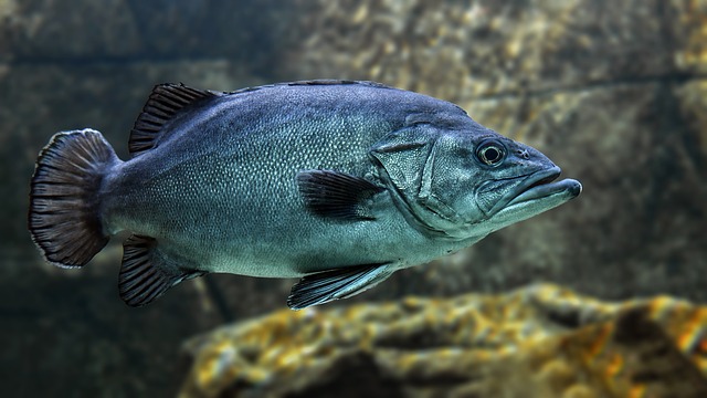 Comment devenir un grossiste en poissons d'aquarium