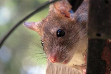 Comment empêcher les rats d'entrer dans les gouttières