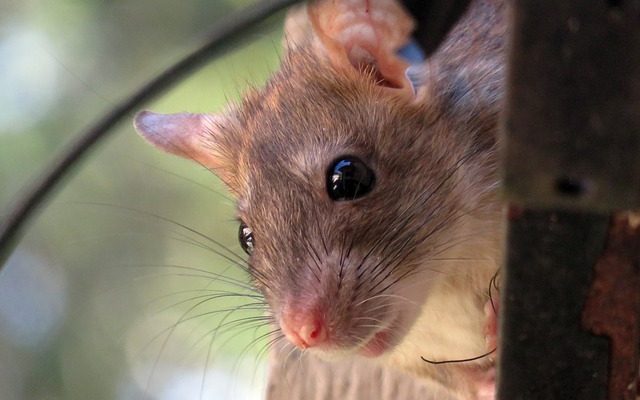 Comment empêcher les rats d'entrer dans les gouttières